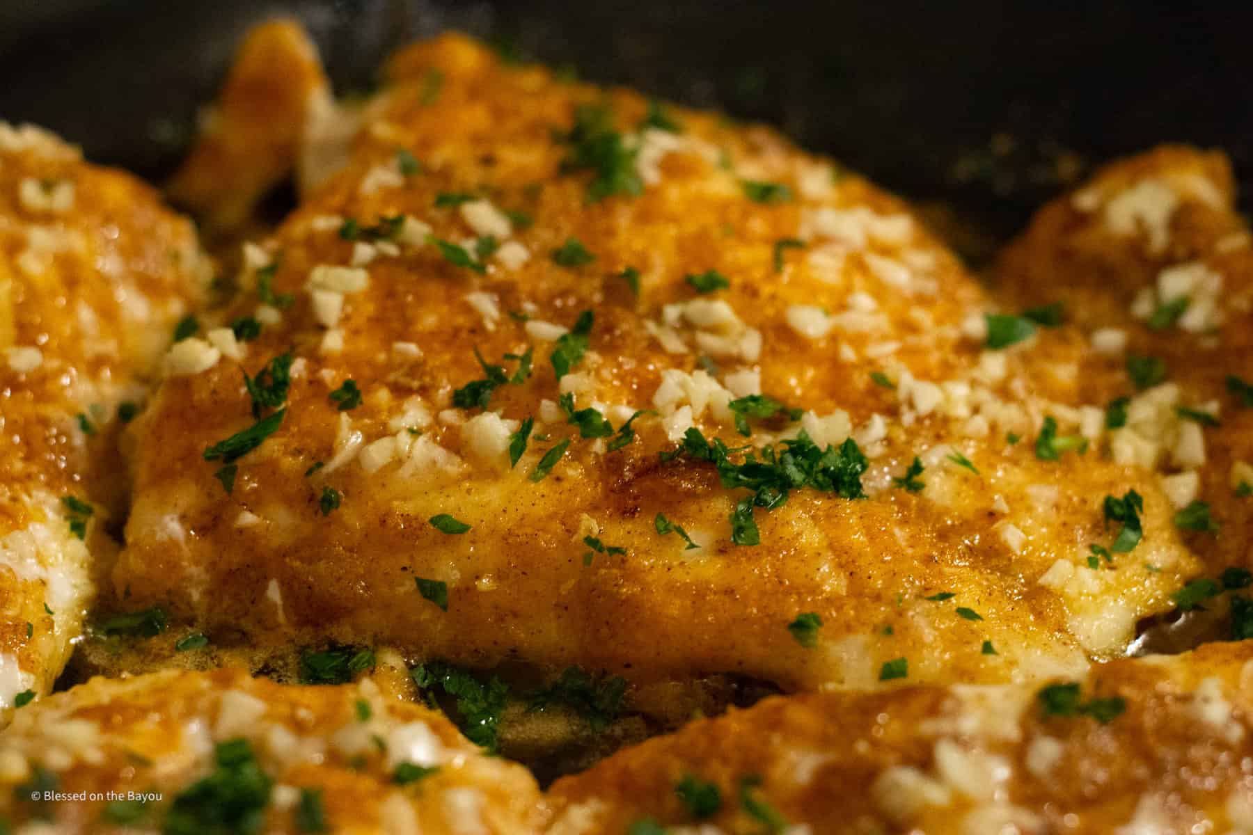 Cooked Gag Grouper