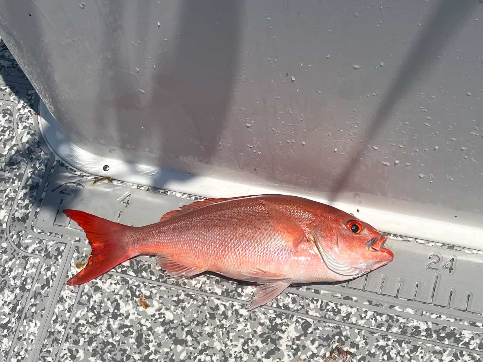 vermilion snapper